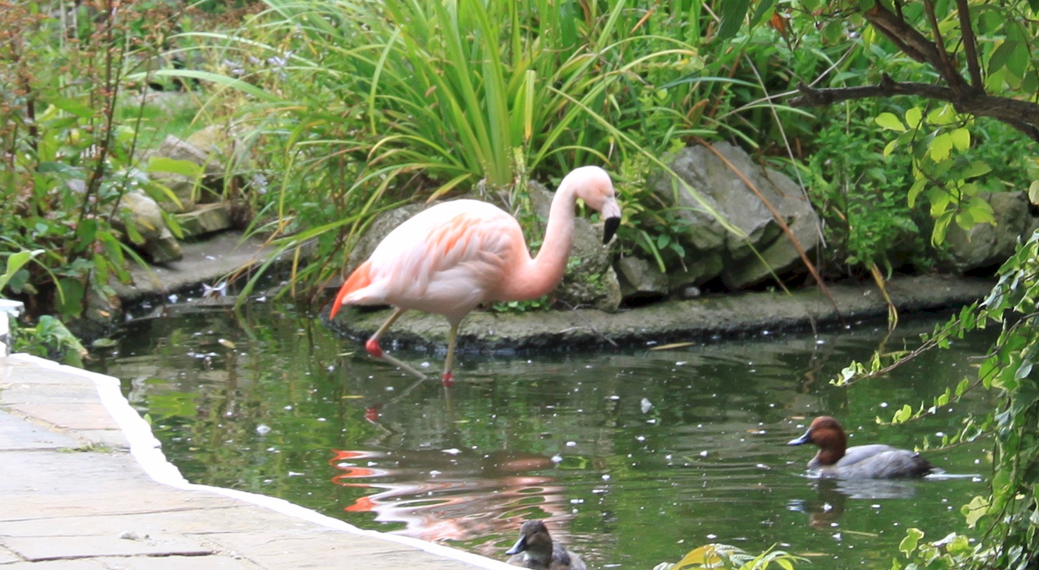 Gardens And Photos Flamingo At Kensington Roof Gardens London